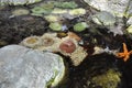 Corals and Seastar in pond of aquarium interior in Lisbon Oceanarium