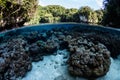 Corals in Shallows of Calm, Tropical Lagoon Royalty Free Stock Photo