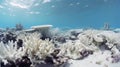 Corals and sponges on the vibrant ocean floor Royalty Free Stock Photo