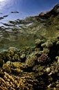 Corals with surface reflection