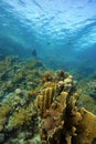 Corals underwater Royalty Free Stock Photo