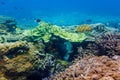 Corals underwater and beautiful tropical fish in the Indian Ocean Royalty Free Stock Photo