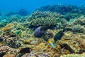 Corals underwater and beautiful tropical fishs in the Indian Ocean Royalty Free Stock Photo