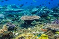 Corals underwater and tropical fish in the Indian Ocean Royalty Free Stock Photo