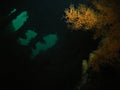 Corals in USS Liberty shipwreck