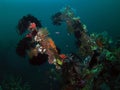 Corals in USS Liberty shipwreck