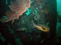 Corals in USS Liberty shipwreck