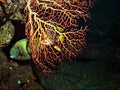 Corals in USS Liberty shipwreck