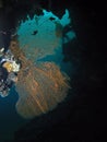 Corals in USS Liberty shipwreck