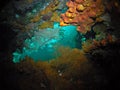 Corals in USS Liberty shipwreck