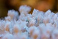 Corals are very close Royalty Free Stock Photo