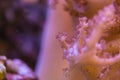 Corals are very close Royalty Free Stock Photo