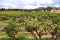 Corbieres AOC vineyard in France Royalty Free Stock Photo