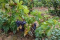 Corbieres region vineyard in France Royalty Free Stock Photo