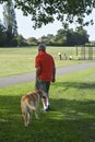 Corby, U.K., June 29, 2019 - a man from back, walking his dog outdoors Royalty Free Stock Photo