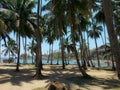 Corbyn& x27;s Cove beach blue water and the coconut palm fringed beach, six kilometers away fromÂ  port blair .