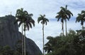 Corcovado hill and Christ statue seen from the Botanical garden, Rio de Janeiro, Brazil. Royalty Free Stock Photo