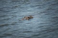 An American Crocodile suns itself on a river bank in Costa Rica