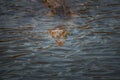 An American Crocodile suns itself on a river bank in Costa Rica