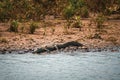 An American Crocodile suns itself on a river bank in Costa Rica