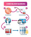 Cord blood banking infographic vector illustration. Explanation diagram.