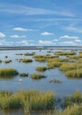 Cord-Grass Spartina anglica at North Sea,Germany Royalty Free Stock Photo