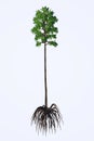 Cordaites angulostriatus Tree Royalty Free Stock Photo