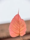Cordate leaf Royalty Free Stock Photo