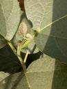 Cordia dichtoma plant with new leaf