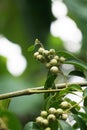 Cordia latifolia (Also called Bahuvara, Bara lasura) Royalty Free Stock Photo