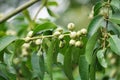 Cordia latifolia (Also called Bahuvara, Bara lasura) Royalty Free Stock Photo
