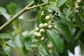 Cordia latifolia (Also called Bahuvara, Bara lasura) Royalty Free Stock Photo