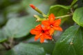 Cordia sebestena flower