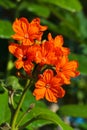Cordia sebestena flower