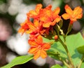 Cordia sebestena flowers