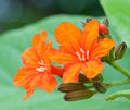 Cordia sebestena flowers