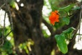 Cordia sebestena flowers Royalty Free Stock Photo