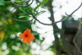 Cordia sebestena flowers with cobweb Royalty Free Stock Photo