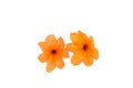 Cordia sebestena flowers Isolate on white background Royalty Free Stock Photo