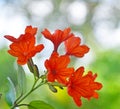 Cordia sebestena , Geiger Tree