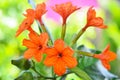 Cordia sebestena ,Geiger Tree