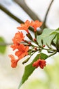 Cordia sebestena or geiger tree