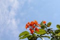 CORDIA SEBESTENA LINN