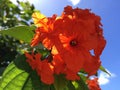 Cordia Sebestena Tree Blossoming in Bright Sunlight in Kapaa on Kauai Isand in Hawaii.