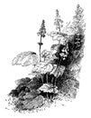 Cordifolia, Tiarella, genus, Rosid, Dicot, branch, flowers, common, shrub vintage illustration