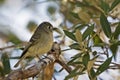 Cordilleran Flycatcher, Empidonax occidentalis, perched in tree