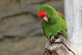 Cordilleran parakeet