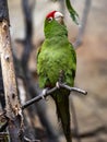 Cordilleran parakeet, Psittacara frontatus, is a hardy parrot with a large red cockade on its head