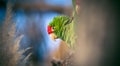 The Cordilleran parakeet Psittacara frontatus portrait in the afternoon light