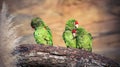 The Cordilleran parakeet Psittacara frontatus portrait in the afternoon light